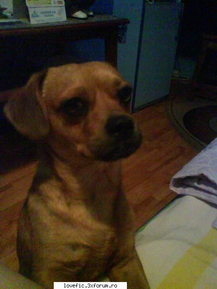 Animalutze - >^PerverssKid^< - Despre noi