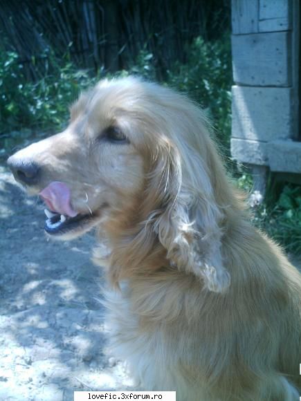 Animalutze - aici scriem ce animalutz avem noi sau daca nu - Despre noi